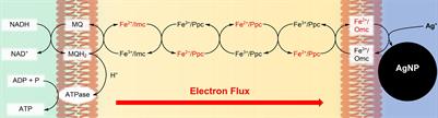 Reduction Kinetic of Water Soluble Metal Salts by Geobacter sulfurreducens: Fe2+/Hemes Stabilize and Regulate Electron Flux Rates